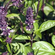 Basil Cinnamon Ocimum Basilicum – Organic Culinary Herb Seeds