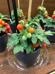 Tiny Tim Bonsai Tomato Dwarf Heirloom Seeds for Planting