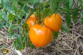 Orange Strawberry Heirloom – Historical Vegetable Seeds