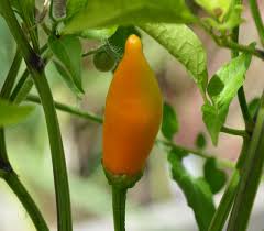 Habanero de Arbol – Spicy Vegetable Garden Seeds