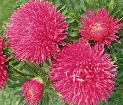 Aster Needle Unicum Salmon Pink Callistephus Chinensis – Dwarf Garden Flower Seeds