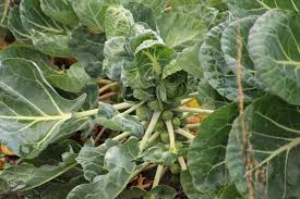 Brussels Sprout Cabbage Green Vegetable Seeds For Planting