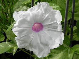 Orihime Japanese Morning – Garden Flower Seeds