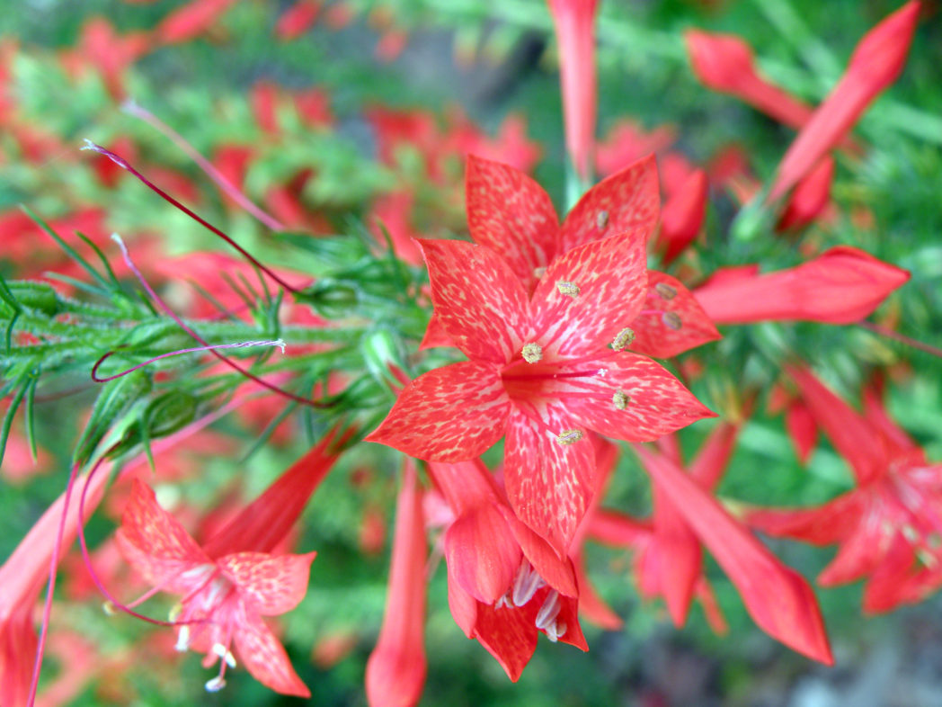 Standing Cypress Ipomopsis Rubra – Garden Flower Seeds