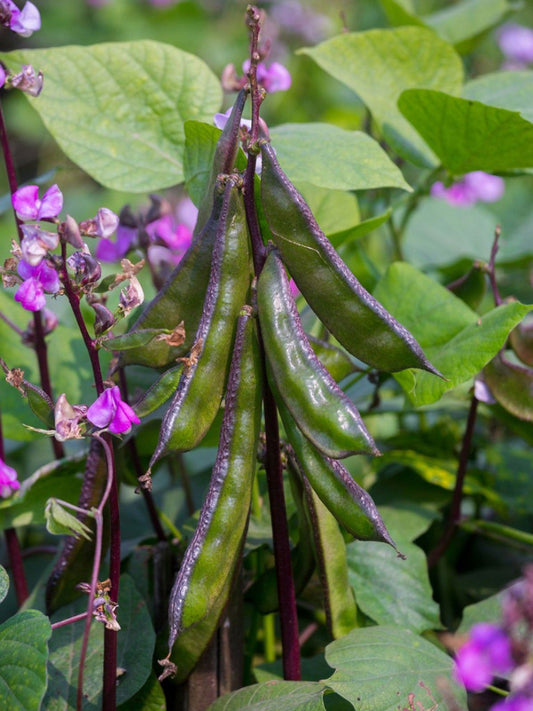Purple Hyacinth Bean – Garden Vegetable Seeds