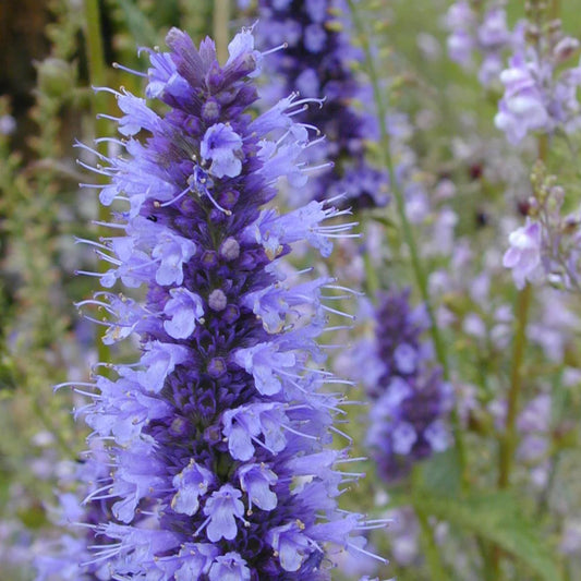 Korean Mint Agastache Rugosa – Fragrant Herb Seeds for Garden