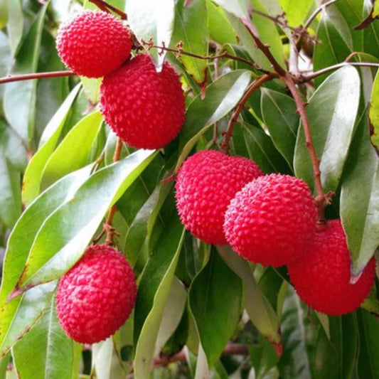 Lychee Subtropical Seasonal Fruit - Garden Fruit Seeds