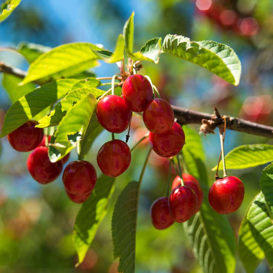 Cherry Tree Seeds for Planting, Sweet Red Cherry (Prunus avium) – Heirloom, Non-GMO, Easy to Grow, Perennial