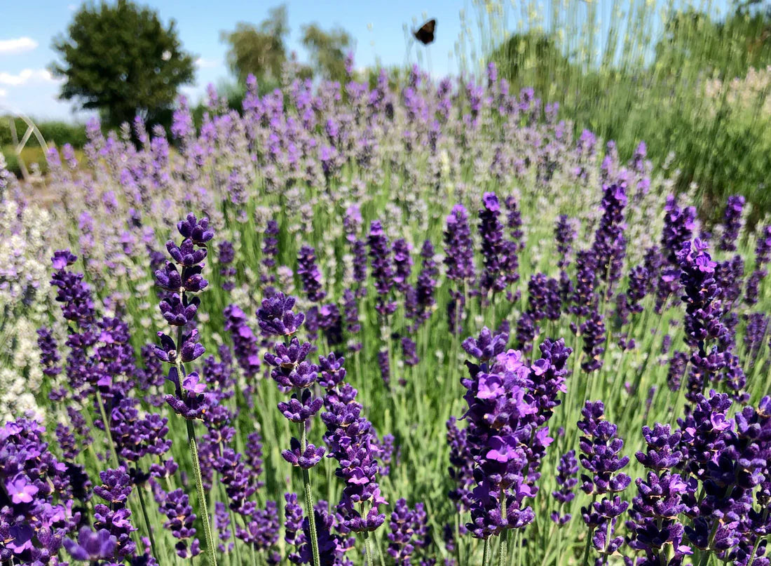 Kikyo Lavender Lime – Garden Herb Seeds
