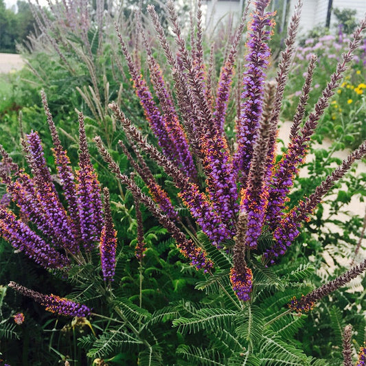 Lead Plant – Hardy Wildflower Garden Seeds