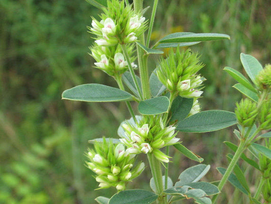 Round Headed Bush Clover – Wildflower Garden Seeds