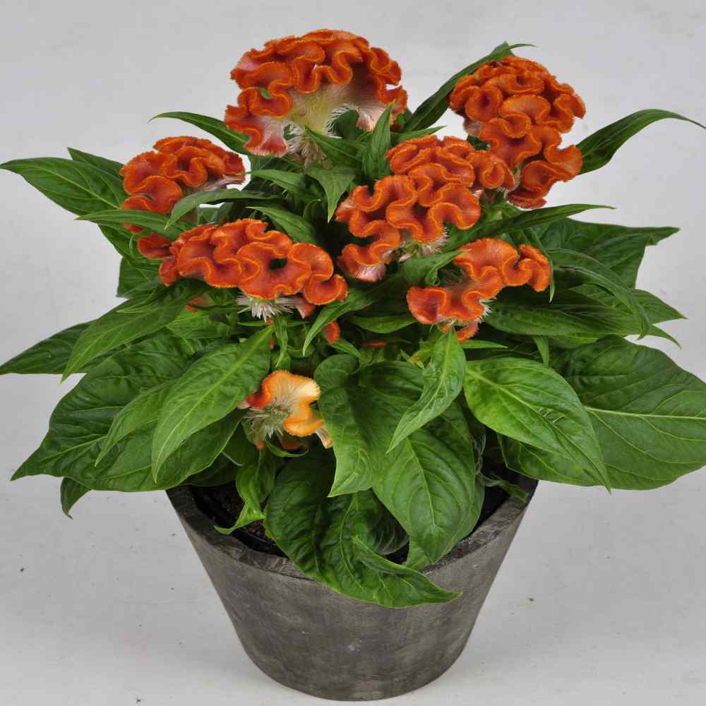 Cockscomb Celosia Cristata Nana Jessica – Orange Dwarf Flower Seeds