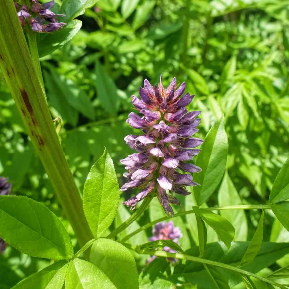 Licorice Glycyrrhiza Glabra – Perennial Herb Flower Seeds