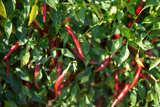 Corno Di Capra Chili Pepper – Vegetable Seeds