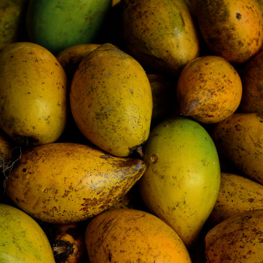 Exotic Lucuma Seeds for Planting – Tropical Fruit Growing Variety