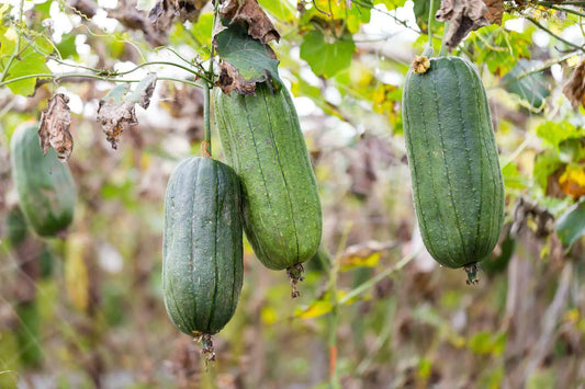Luffa Aegyptica – Sponge Gourd Annual Vine Seeds