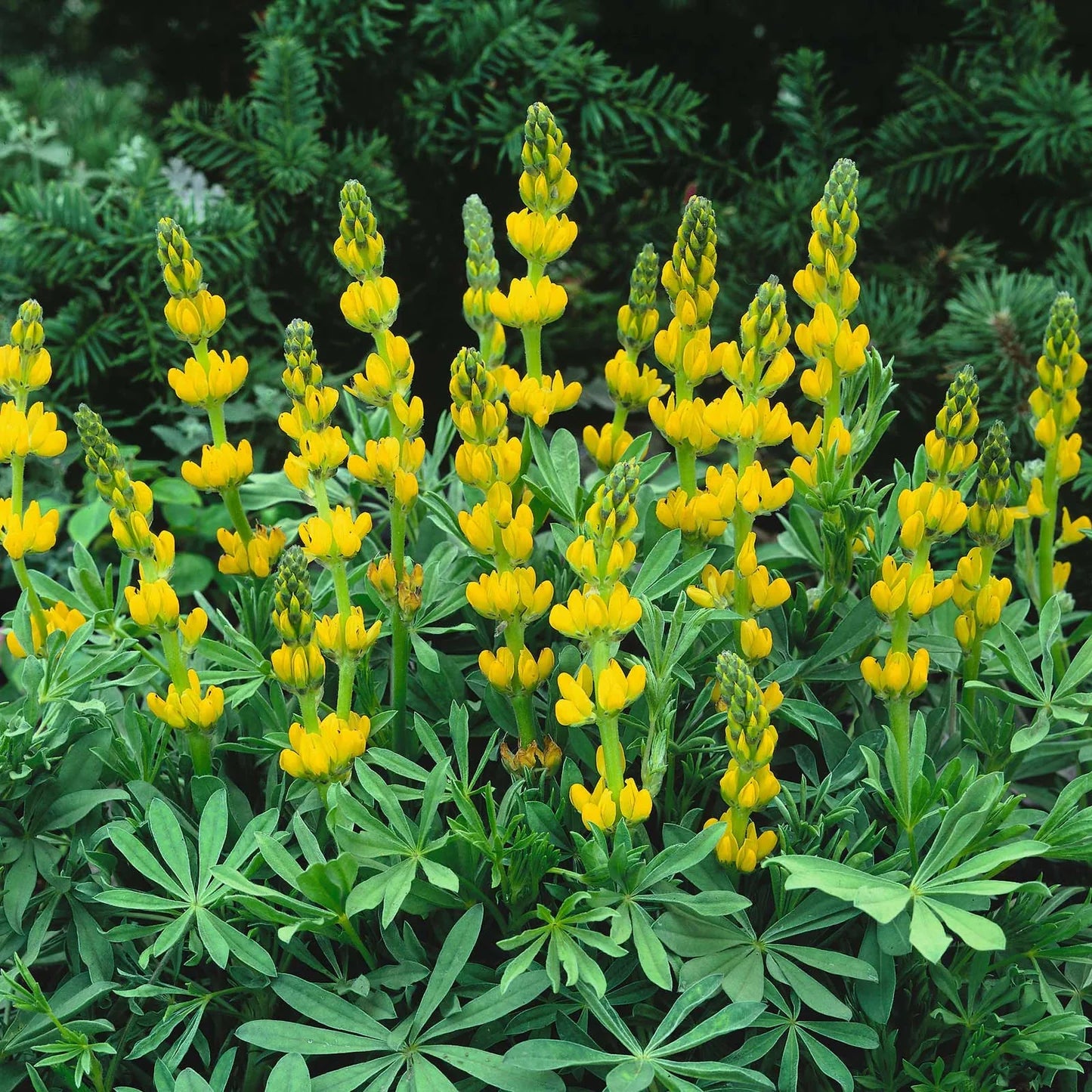 Yellow Lupine – Hardy Wildflower Garden Seeds