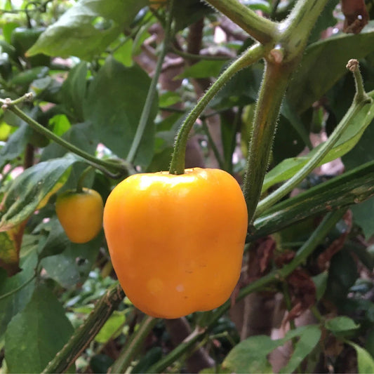 Honey Badger Manzano – Garden Vegetable Seeds