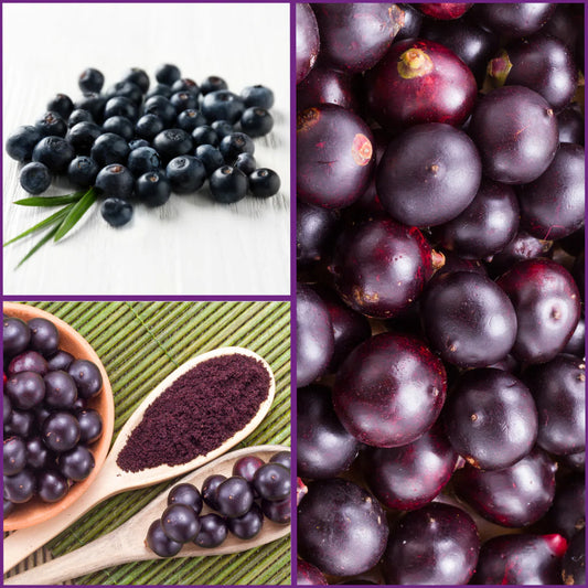 Acai Fruit Seeds for Planting – Fresh and Natural Seeds