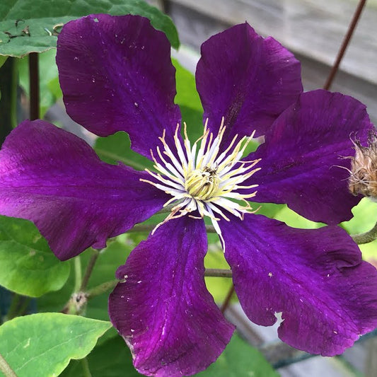Clematis ‘The President’ Flower Seeds – Heirloom, Non-GMO, Large-Flowered Perennial Vine