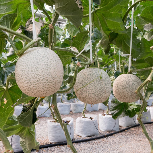 Galia Aromatic Net Melon Seeds for Planting – Heirloom, Non-GMO, Easy to Grow, Annual Fruit Variety