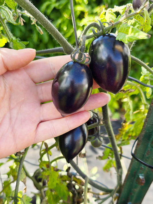 Black Blue Midnight – Garden Fruit Seeds