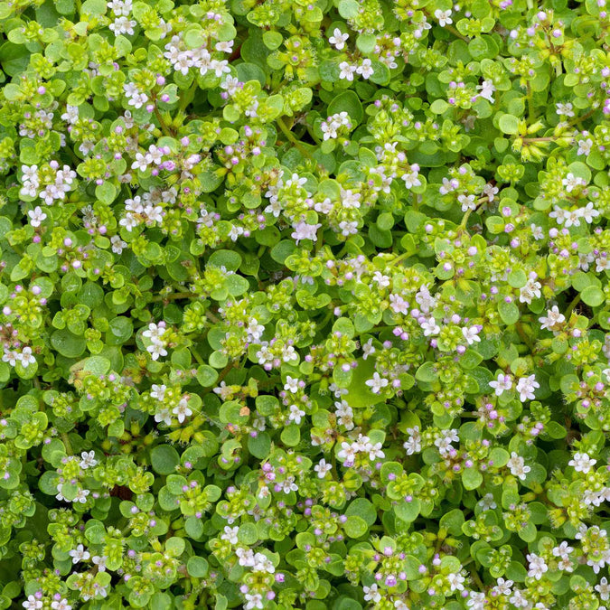 Corsican Mint Seeds Mentha Requienii Fragrant Ground Cover Tiny Leaves, Strong Aroma