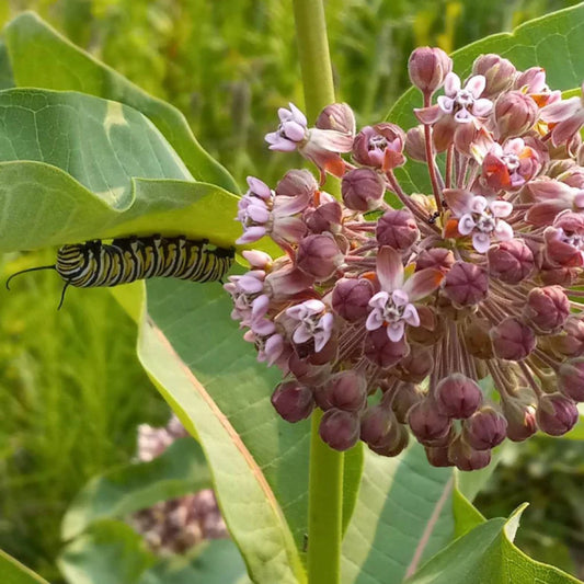 Showy Milkweed – Pollinator Friendly Wildflower Garden Seeds