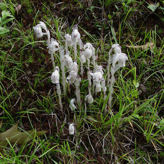 Monotropa Uniflora Seeds Rare Ghost Plant or Indian Pipe Unique Translucent Woodland Flower