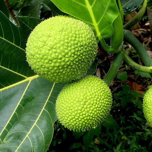 Breadfruit (Artocarpus altilis) Seeds for Planting – Heirloom, Non-GMO, Tropical Tree, Easy to Grow, High-Germination