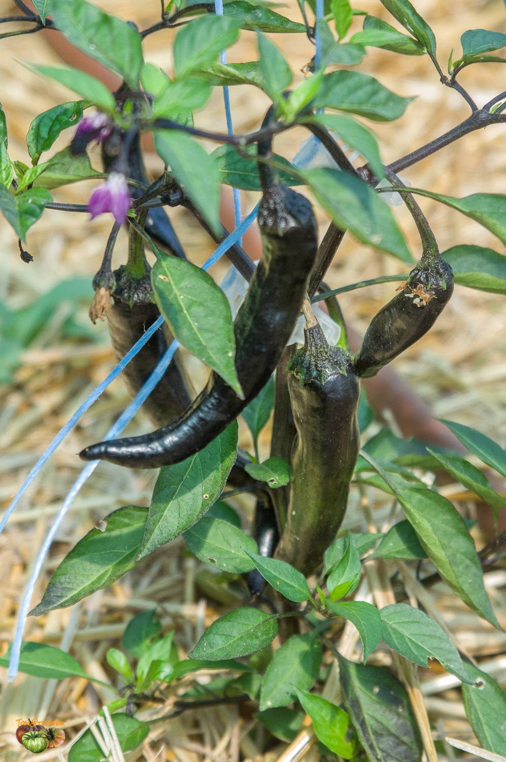 Murasaki Purple Pepper – Heirloom Vegetable Garden Seeds