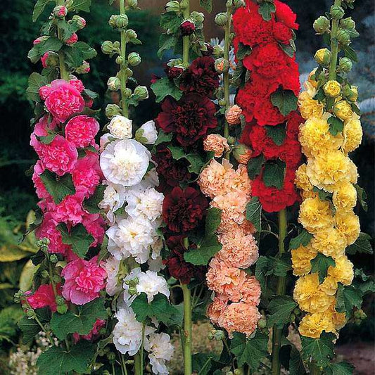 Hollyhock Alcea Rosea – Chater Double Mixed Color Flower Seeds