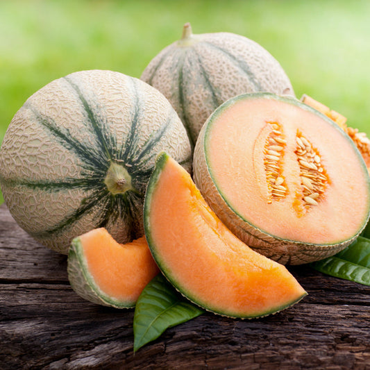 Cantaloupe Sweet Orange Melon Seeds for Planting – Heirloom, Non-GMO, Easy to Grow, Warm-Season Melon Variety