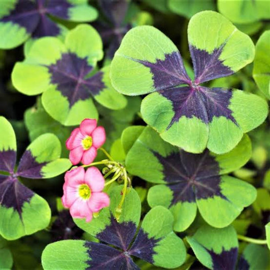 Four Leaf Clover (Oxalis Deppei) Seeds for Planting – Heirloom, Non-GMO, Easy to Grow, Perennial Variety