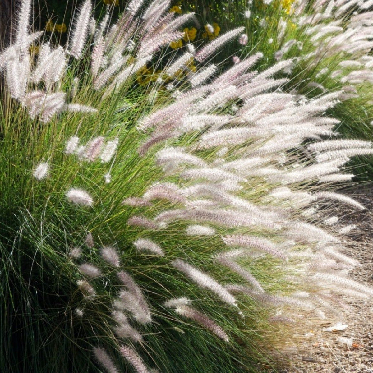 White Fountain Grass Seeds, Pennisetum Setaceum ‘Alba’ Elegant Ornamental Landscaping Grass Seeds
