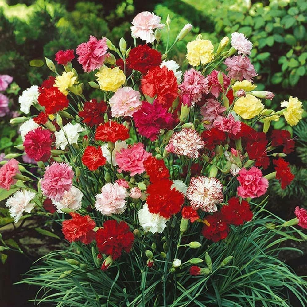 Wildflower Mix Red – Seasonal Garden Flower Seeds