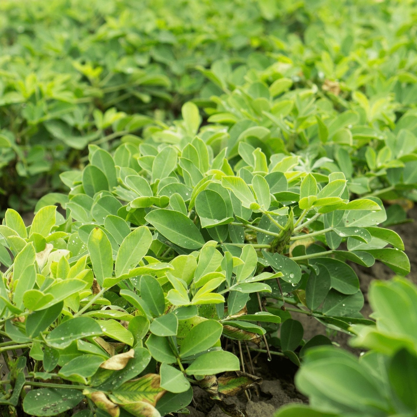 Peanut Plant Seeds for High Yield - Easy to Grow Groundnut Seeds