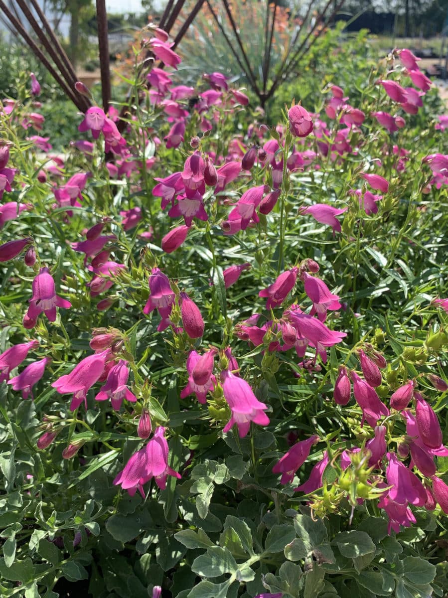 Mexicali Sunburst Penstemon – Perennial Flower Seeds