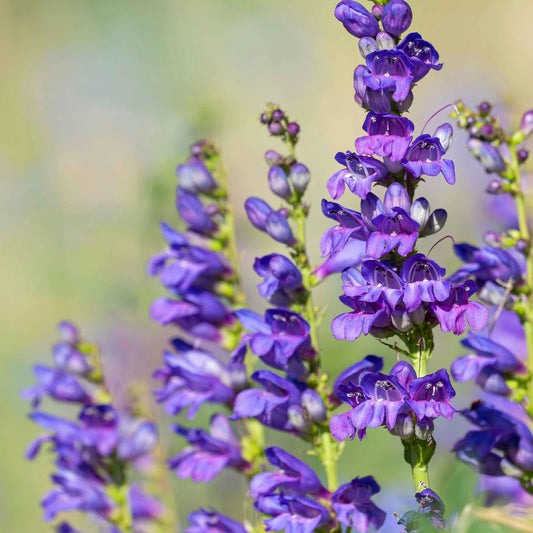Rocky Mountain Penstemon – Hardy Wildflower Garden Seeds