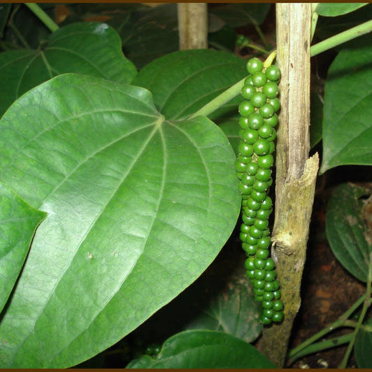 Black Pepper (Piper nigrum) Seeds for Planting – Heirloom, Non-GMO, Easy to Grow, Aromatic Climbing Vine