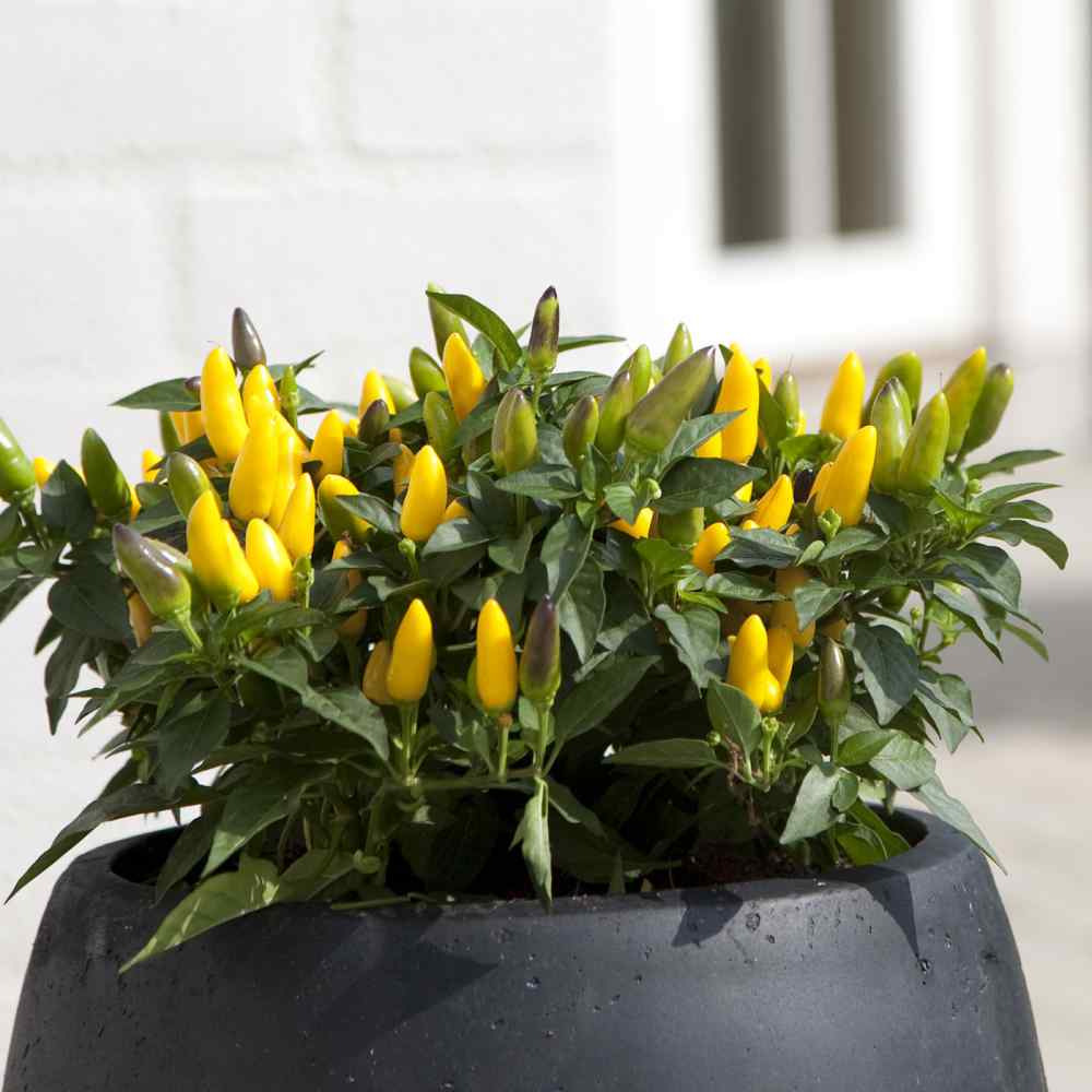Chili Pepper Goldfinger Capsicum Annuum – Ornamental Garden Vegetable Seeds