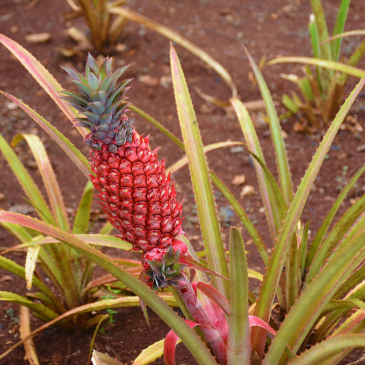 Red Spanish Pineapple (Ananas comosus) Seeds for Planting – Heirloom, Non-GMO, Easy to Grow, Tropical Fruit Variety