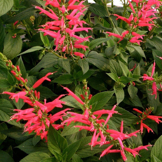 Pineapple Sage Seeds Salvia Elegans Fruity Fragrant Herb Hummingbird-Friendly Red Flowers