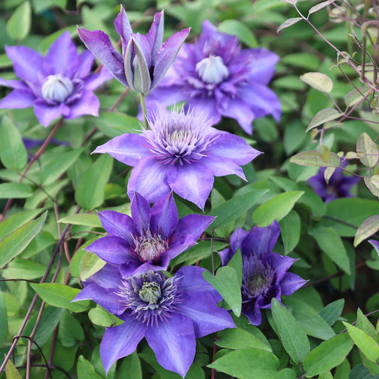 Clematis ‘Multi Blue’ Flower Seeds – Heirloom, Non-GMO, Perennial Climbing Variety