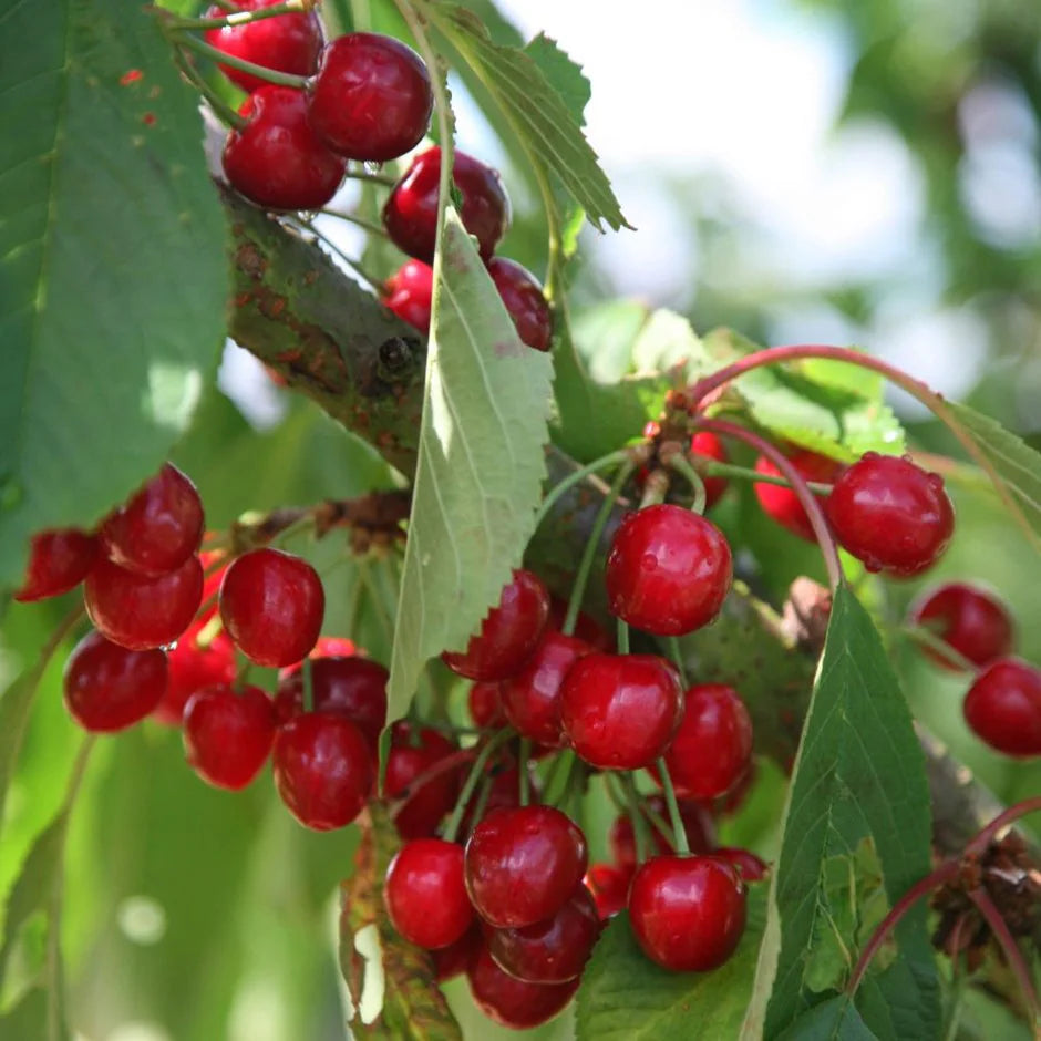 Sweet Cherry (Prunus avium) Seeds for Planting – Heirloom, Non-GMO, Red Fruit Variety, Easy to Grow, Perennial