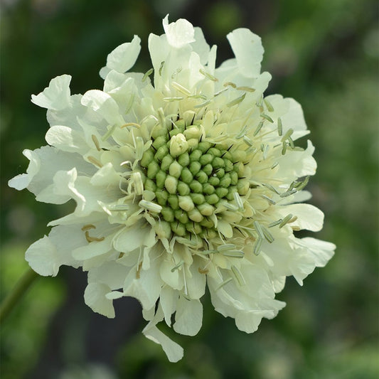 Cephalaria Gigantea Seeds Giant Scabious Tall Yellow Perennial for Pollinators & Cottage Gardens