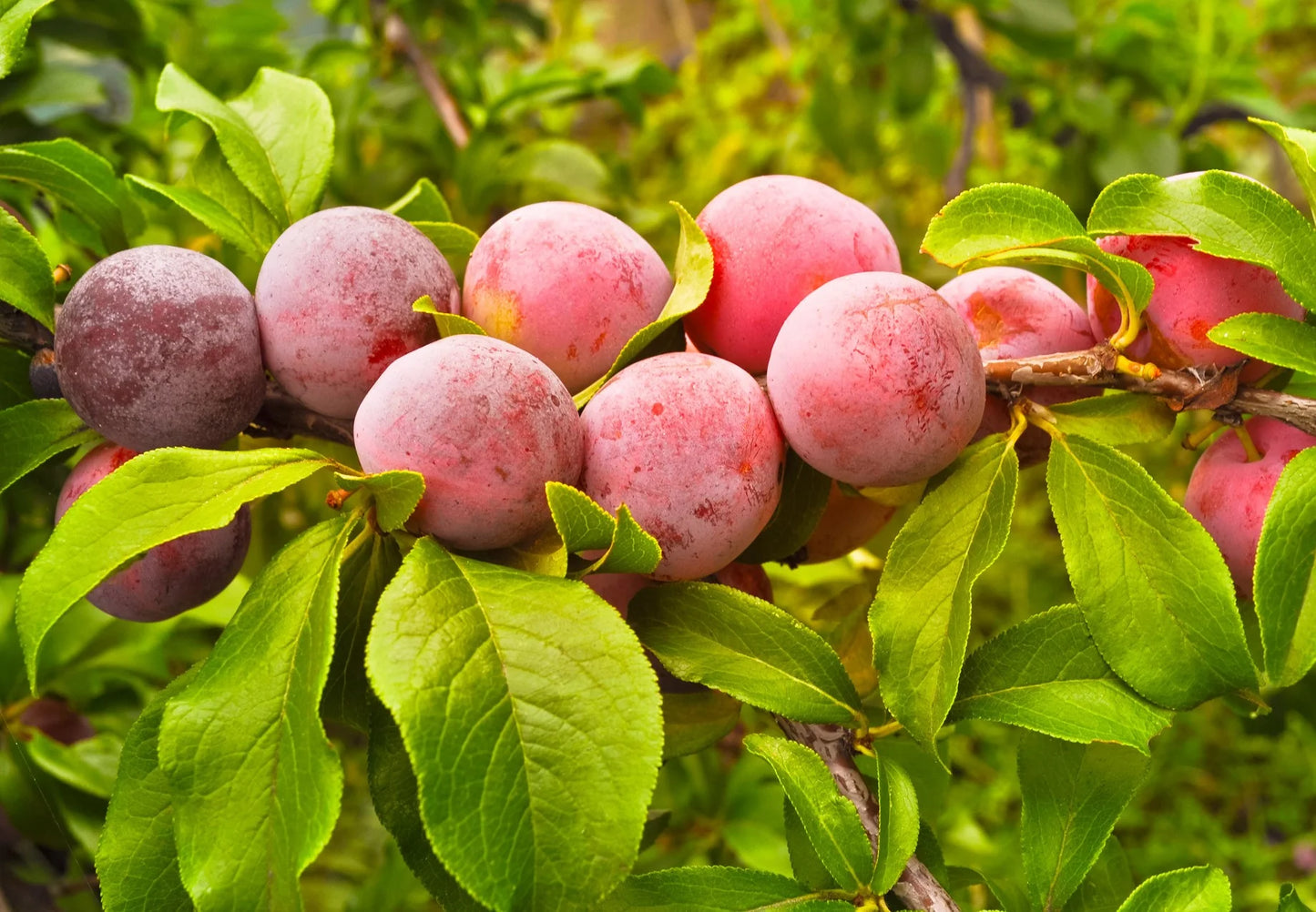 Plum Fruit Tree Seeds For Planting Prunus America Made In Usa Ships From Iowa
