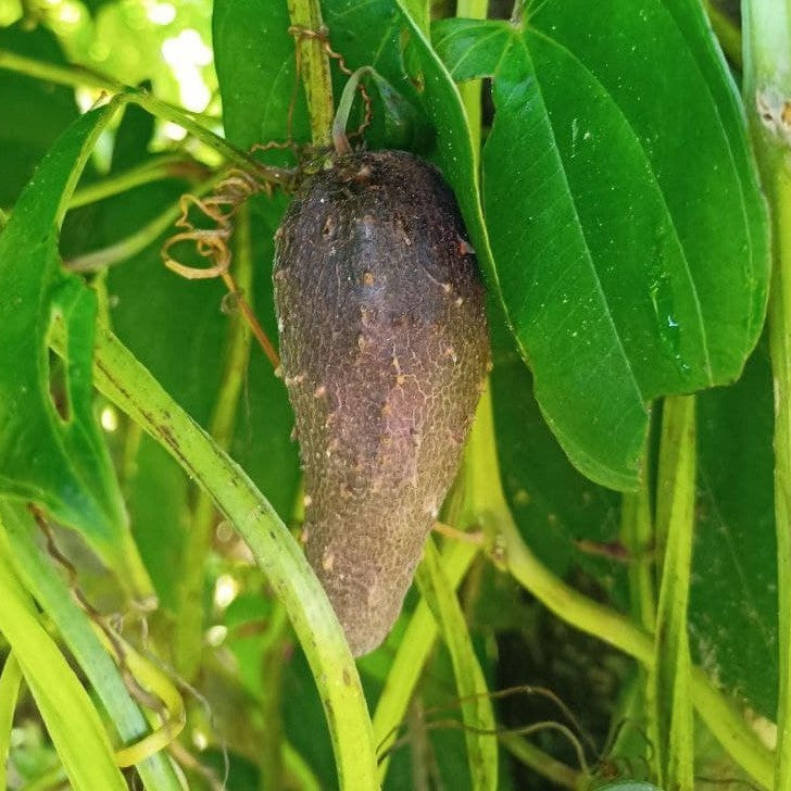 Yam (Dioscorea) Edible Tuber Seeds for Planting – Heirloom, Non-GMO, Easy to Grow, Root Vegetable