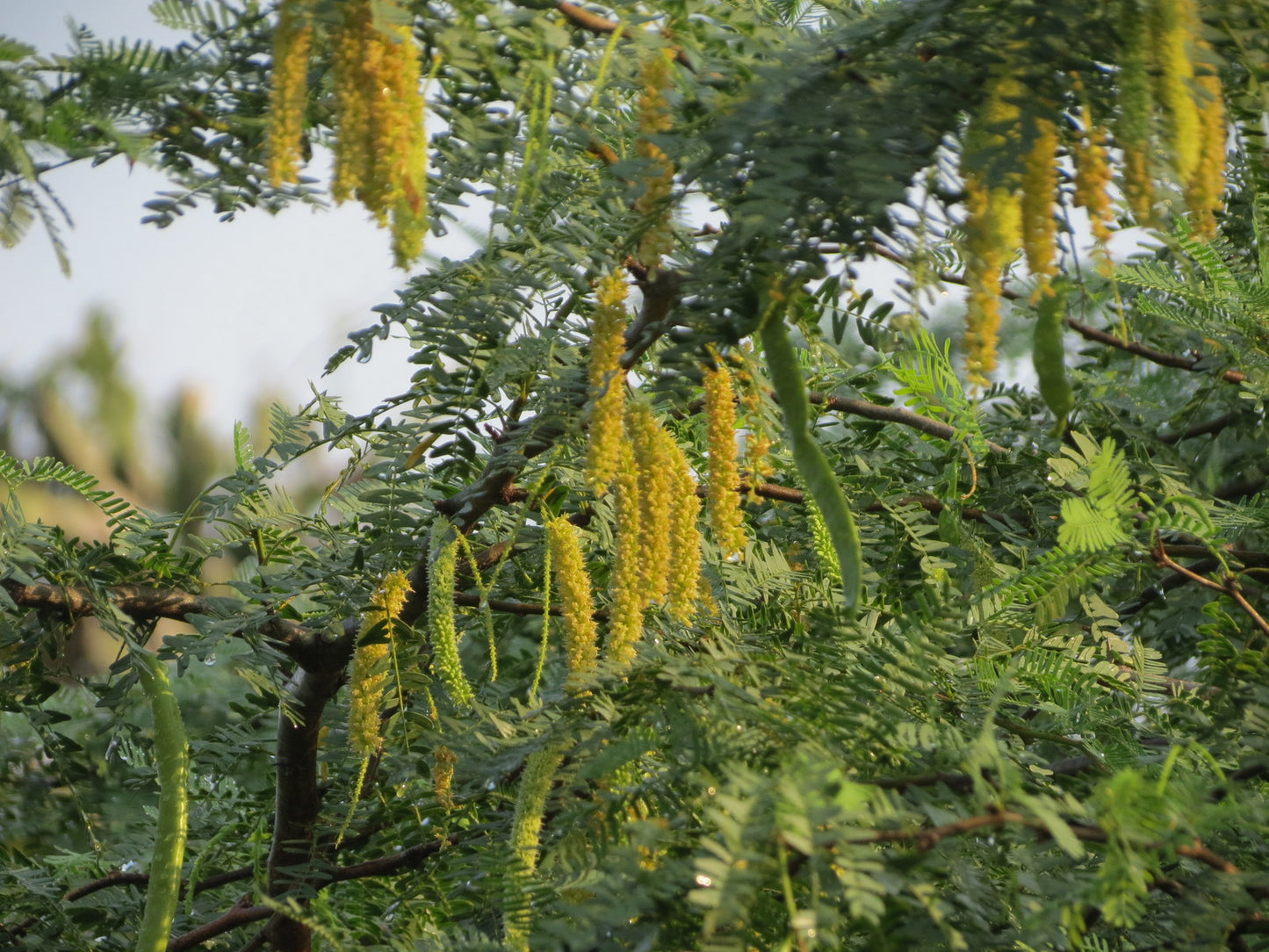 Prosopis Cineraria – Khejri Evergreen Tree Seeds