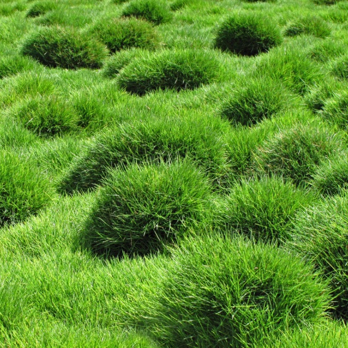 Zoysia Japonica Seeds, Japanese Lawn Grass / Korean Lawn Grass Seeds